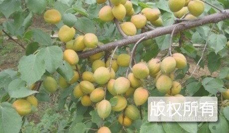 蔚县仁用杏