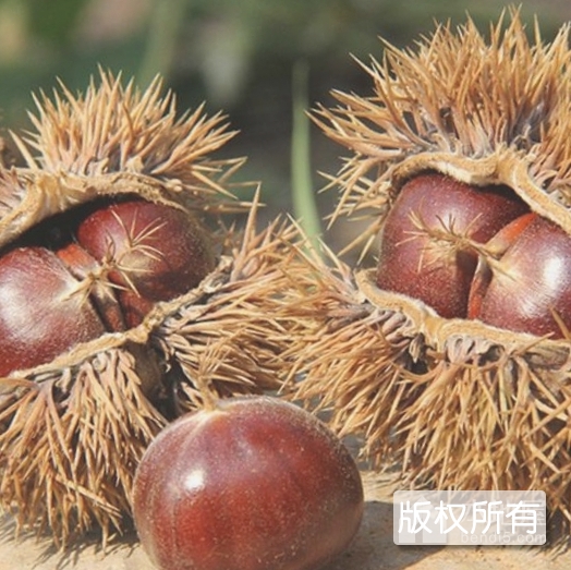 燕山板栗