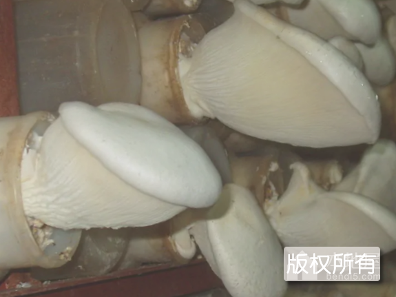 伊春白灵菇