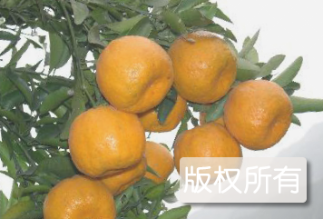 山水椪柑