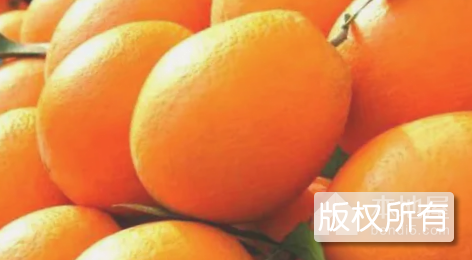 眉红脐橙