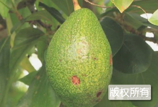 油梨