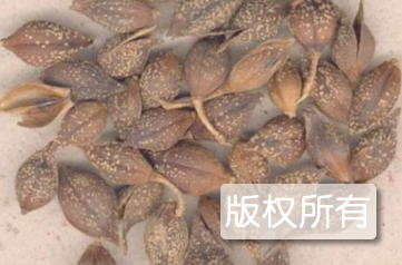 寨圪塔连翘