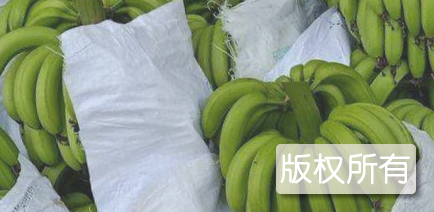 化州香蕉