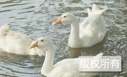 湖州太湖鹅