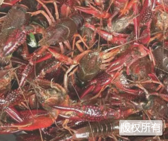 清水小龙虾