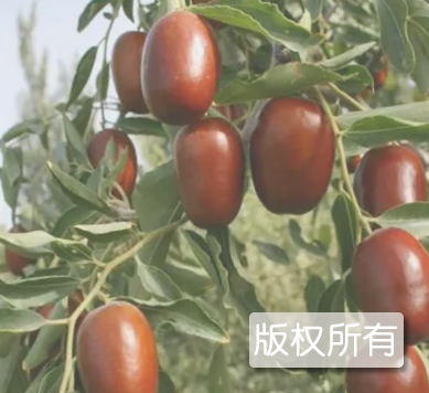 朝阳大枣