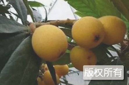 桐屿枇杷