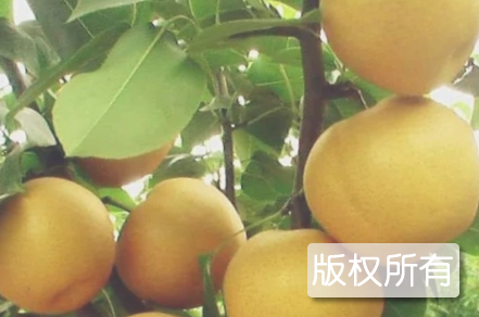 天宝山黄梨