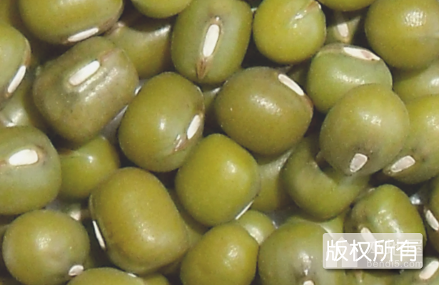 阳原鹦哥绿豆
