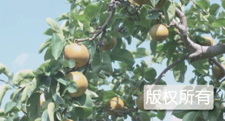 高平大黄梨