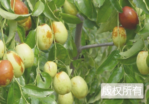 六月红