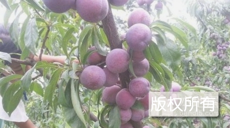 香蕉李