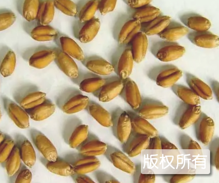 兴化红皮小麦