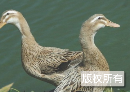德靖大麻鸭