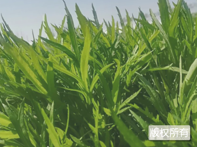 八卦洲芦蒿