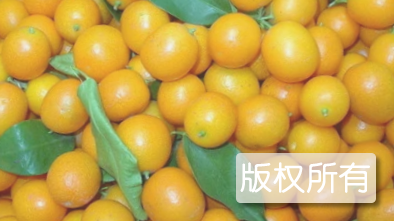 武平金橘