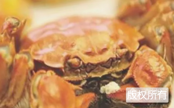 金湖螃蟹