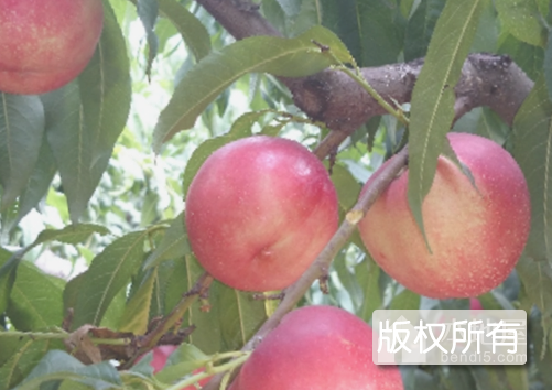 盖州桃