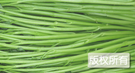 多文空心菜