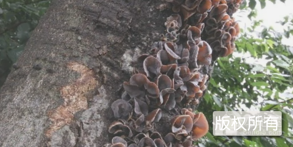 阜平木耳