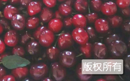 胡家村大樱桃