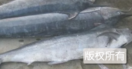 榄子焖沙箭鱼