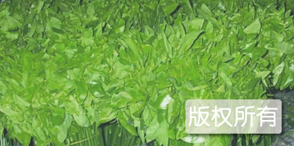 保亭树仔菜