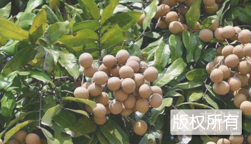 龙眼荔枝