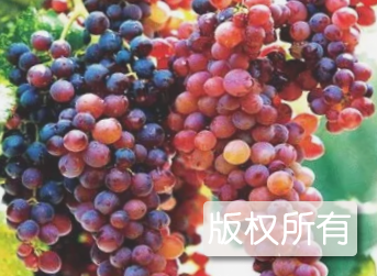 萧县葡萄
