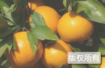 八岭山朱橘