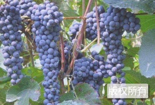集安山葡萄