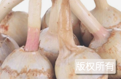 海丰慈菇