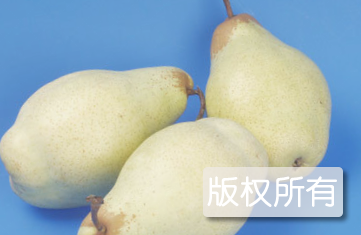龙口长把梨