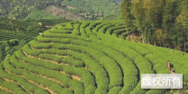 建瓯北苑御茶制作技艺