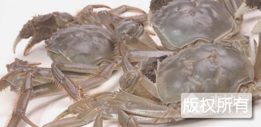 白马湖大闸蟹