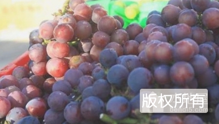 五龙山葡萄
