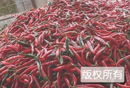泰宁朱口辣椒干