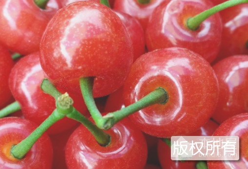官桥樱桃