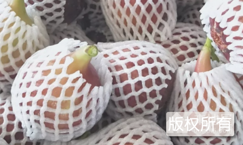 潮洋湖无花果