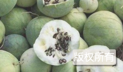 西马房打瓜