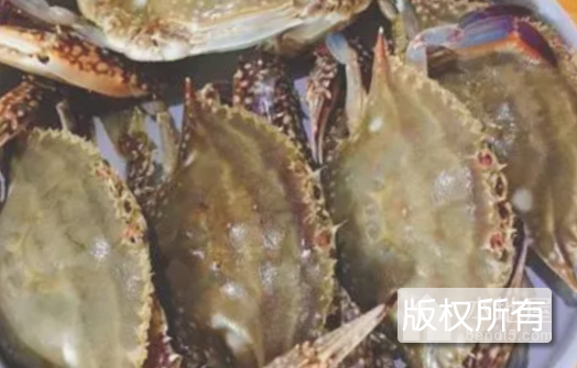 盐水梭子蟹