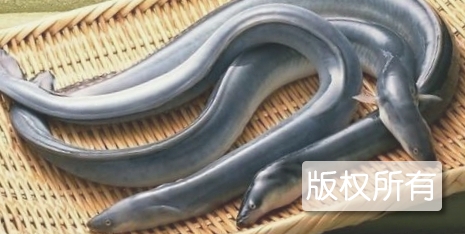 鳗鲡