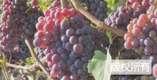 大泽山葡萄