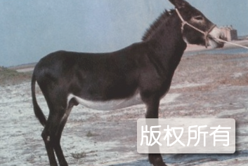 泌阳驴