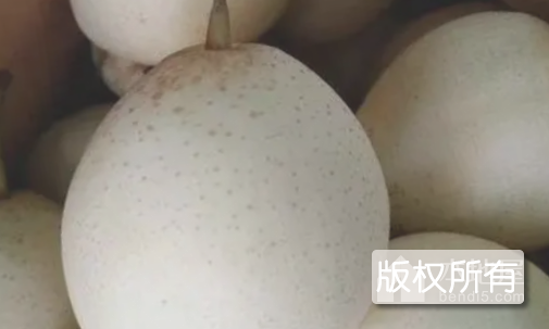 辛集鸭梨