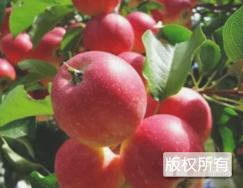 长林岛金红苹果