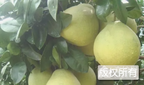 永嘉早香柚