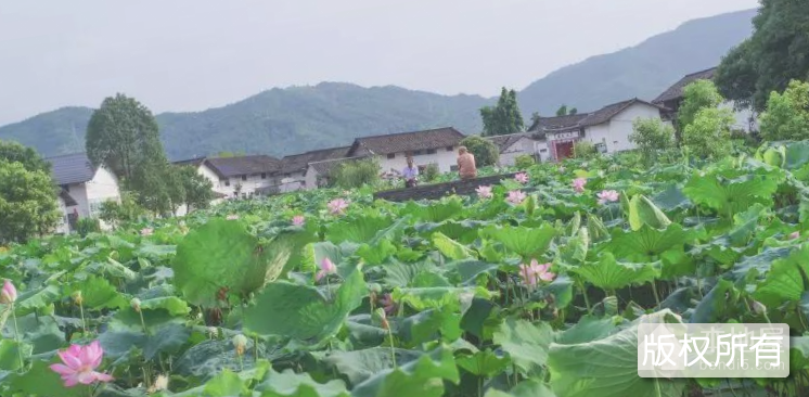 龙南莲花调