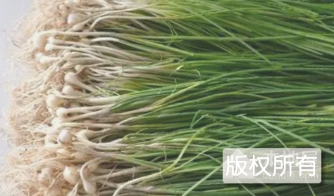 野韭菜
